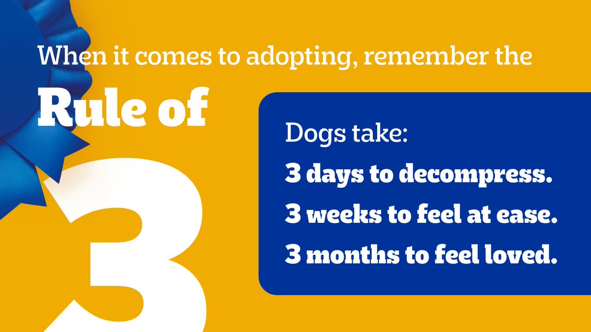 When it comes to adopting a dog, remember the rule of three. Dogs take: 🐶 3 days to decompress. 🐶 3 weeks to feel at ease. 🐶 3 months to feel loved. #AdoptADogMonth #RescueDogs