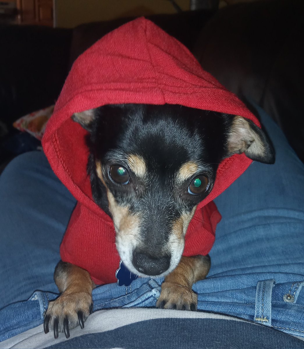 HalfAMint's tweet photo. I have the cutest dog in existence and anyone who thinks otherwise is lying to themselves https://t.co/d1XPAD8wPi