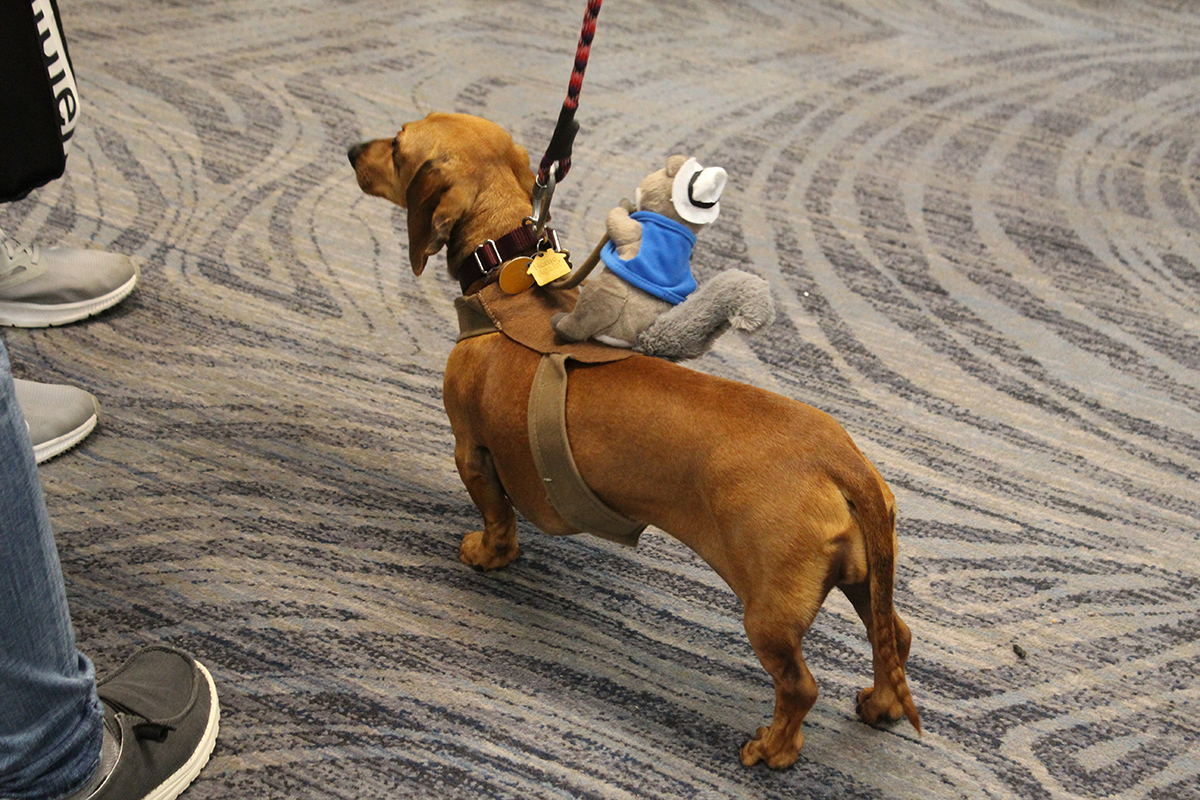 RVAmag's tweet photo. DACHTOBERFEST: WELCOMING OUR NEW WEINER-DOG OVERLORDS 🐶🐶🐶 https://t.co/JsWNOT0mcz
•
•
#rva #thingstodoinrva #visitrichmond #visitvirginia #richmond #richmondmusic #rvamusic #loverva #loveva #rvashows #richmondshows #richmondlife #rvamag #rvamustseeshows https://t.co/kyuHheO9ur