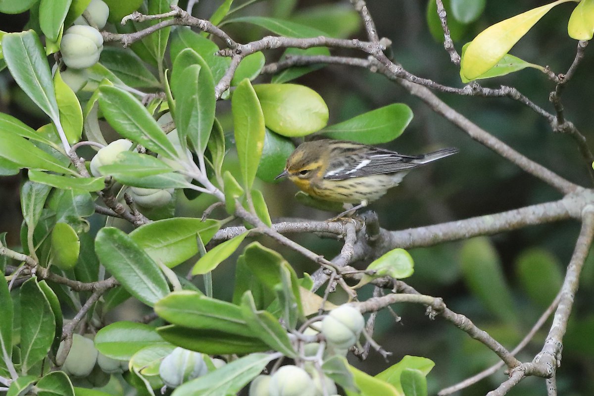 devilbirder's tweet image. Today became unforgettable very suddenly

Blackburnian Warbler, Bryher, this afternoon