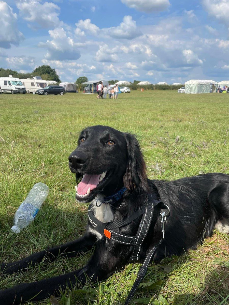 Riley is looking for a foster home. Please read his write up and apply if you can help, thank you 

spanielaid.co.uk/riley/