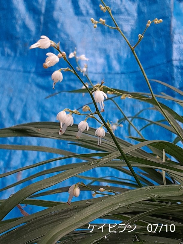 ItezaG's tweet photo. [鶏尾蘭/Comospermum]1410
 #山野草 #ケイビラン
 #WildFlowers
キジカクシ科ケイビラン属多年草
日本固有種　紀伊半島四国九州
由来　葉の曲がった感じが雄鶏の尾の感じに似ている https://t.co/SR2eSmu6wv