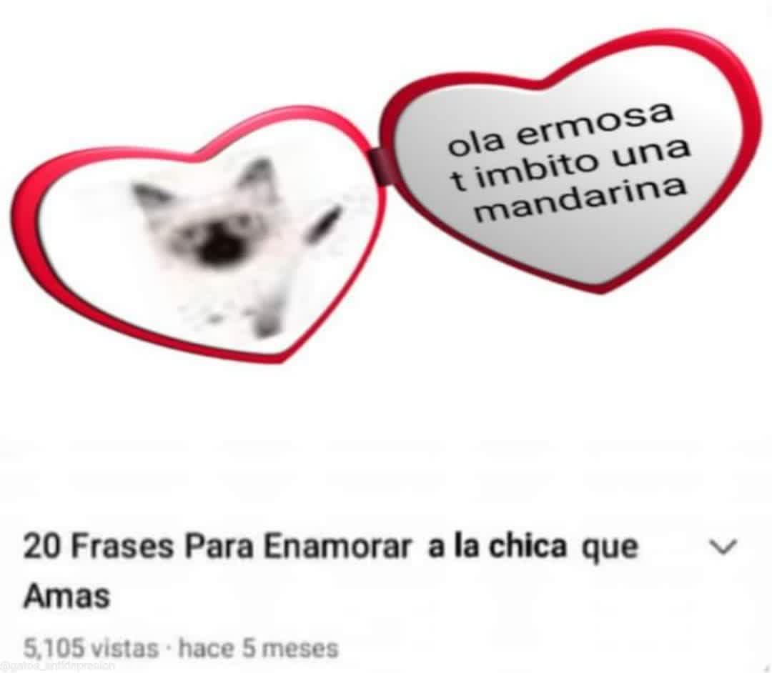 gatitos shitposting (@gatito_shitpost) on Twitter photo 