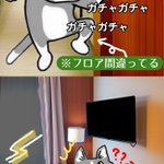 ホテルあるある!フロアを間違えていた現場猫!