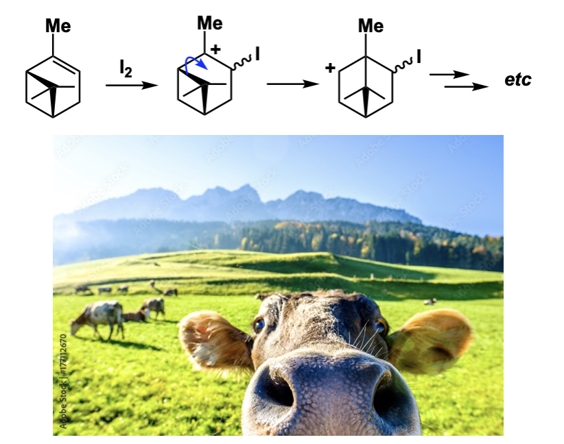 andrei_yudin's tweet photo. Application of strain release in traditional veterinary medicine:
...external wounds of cows are packed with crystalline iodine. Application of turpentine (rich in pinene) leads to exothermic eruption. It vaporizes iodine, allowing it to penetrate inaccessible areas of the wound. https://t.co/14Hjcc8Eue