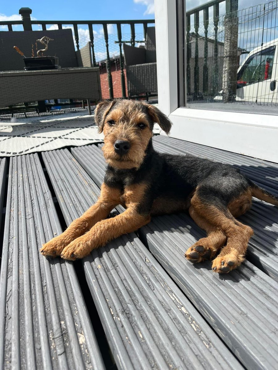 rosiedoc666's tweet photo. Please share!!
🆘My #puppy Lettie has been hit by a van and is #missing in the Ball Green/#Chatterley #Whitfield and surrounding areas🆘 13/10/22
If she is found please contact 07896836549
https://t.co/UEnNmIzn0S
@JacquiSaid @Chatt_Whit @WhitfieldFutsal @WhitfieldCC @bs2510 https://t.co/2ifUYyan9h