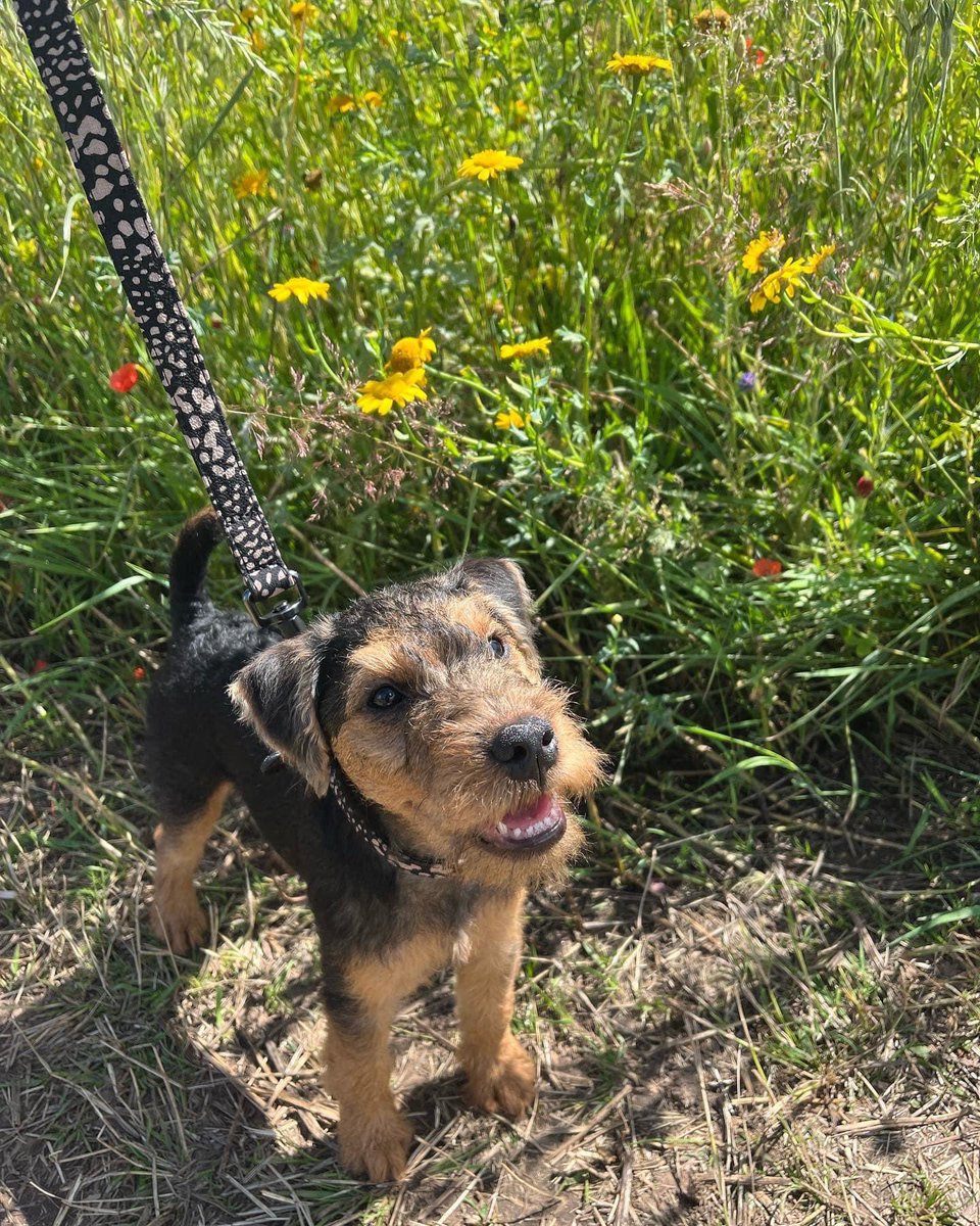 rosiedoc666's tweet photo. Please share!!
🆘My #puppy Lettie has been hit by a van and is #missing in the Ball Green/#Chatterley #Whitfield and surrounding areas🆘 13/10/22
If she is found please contact 07896836549
https://t.co/UEnNmIzn0S
@JacquiSaid @Chatt_Whit @WhitfieldFutsal @WhitfieldCC @bs2510 https://t.co/2ifUYyan9h