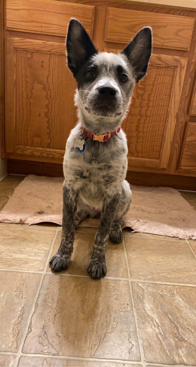 Mackw24's tweet photo. @tayswraps 🐶❤️ Callie Bean https://t.co/UvDeVmRIgm