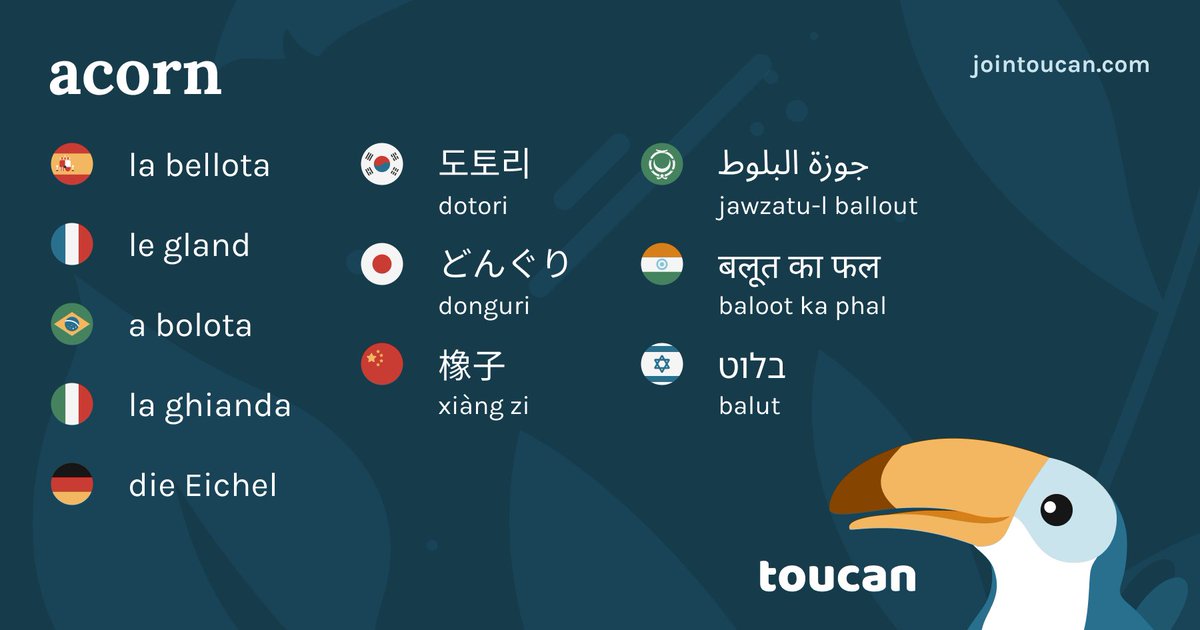 JoinToucan's tweet photo. How do you say acorn in your language? ๐ค
๐ช๐ธ ๐ง๐ท ๐ซ๐ท ๐ฉ๐ช ๐ฎ๐น ๐ฏ๐ตย ๐ฐ๐ท ๐บ๐ธ ๐ฎ๐ณ ๐ฎ๐ฑ ๐จ๐ณ ๐ธ๐ฆ
#JoinToucan #LangTwt #acorn #LearnTheWord https://t.co/USHZ6aqeeA