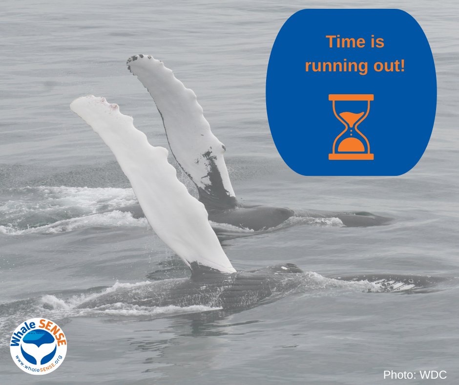 whalesense's tweet photo. 👋 Whales are waving goodbye to their feeding grounds and heading south for the winter. Whale SENSE companies are finishing up their season soon, so it's time to #getonaboat!

Participating companies ➡ https://t.co/uxFZ0vX76W

#whalewatching #conservation #whalesense https://t.co/penDGe90zo