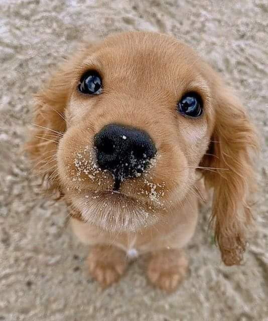 #Dachshund #Dachshunds