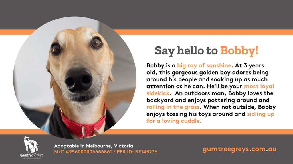 GumtreeGreys's tweet photo. ☀ Bobby is looking for his fellow green thumb in Melbourne!

If pottering in the garden and daily naps in the warm sun is your jam, too, Bobby is the pawfect golden boy for you!

💌 https://t.co/15ORZ2Q2ZQ

#gumtreegreys #greyhound #greyhoundadoption #greyhoundsofmelbourne https://t.co/rqDGZYON8X