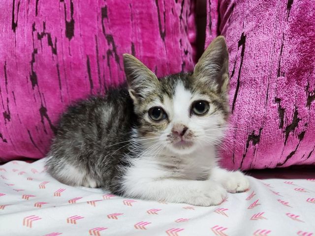 apoyocanino's tweet photo. #casodeterceros #adopción 
Buenas noches, se busca hogar URGENTE para esta gatita, tiene 1 mes y medio, está desparasitada, Caracas 
Contacto al 0412-5643166 https://t.co/CODgDlWTjJ