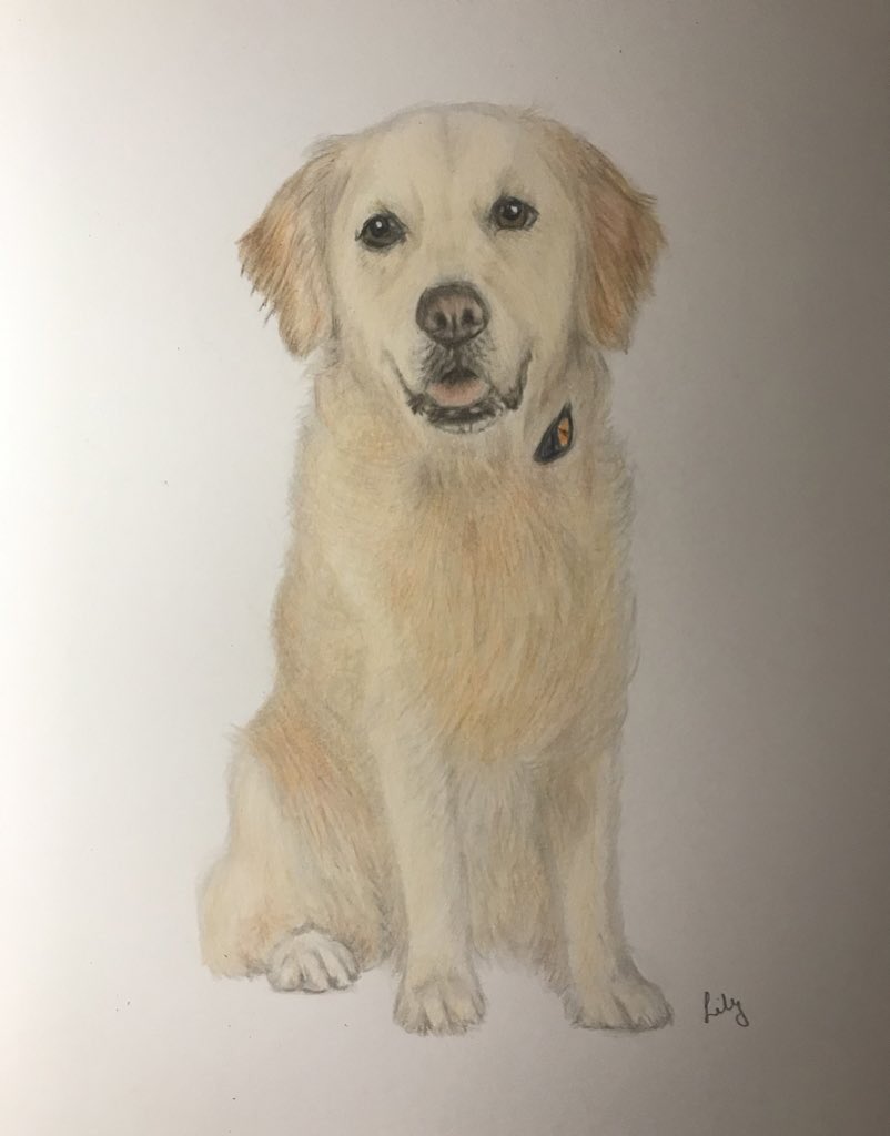 This is Ozzy, he loves to sit in deep muddy puddles because it’s good for his complexion. But the only thing he doesn’t like is having a bath afterwards ⭐️✨💫✍️❤️