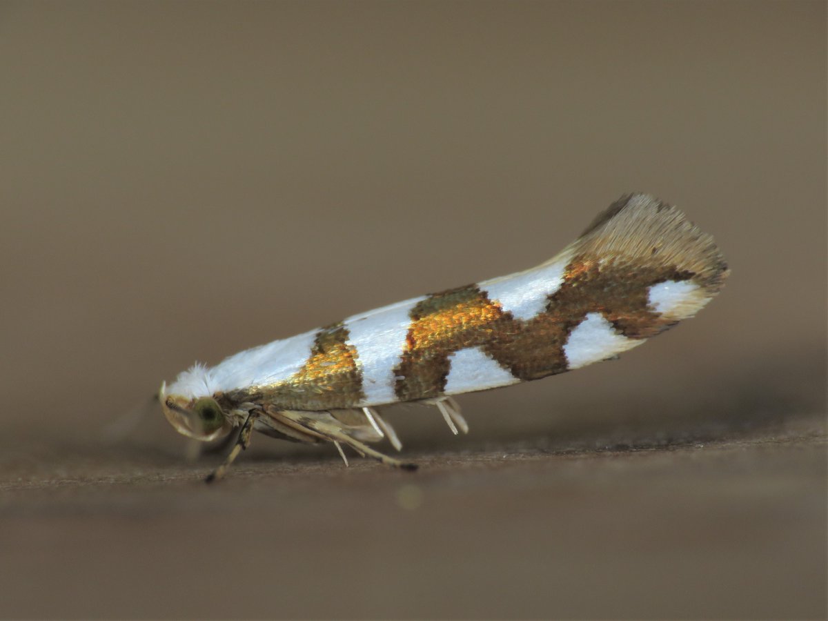 Entomology @ Harper Adams University tweet media