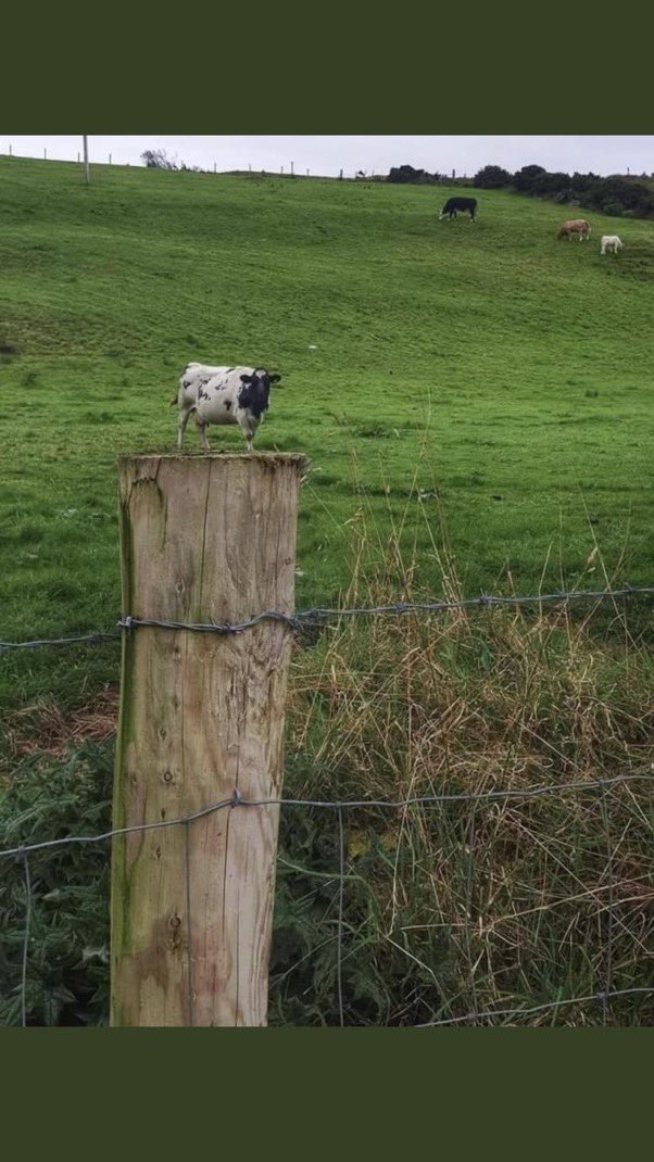 BarnsIey's tweet photo. Outrage as Cannon Hall farm buys a teacup cow, only to discover perspective. #Wearebarnsley @ChronOnline https://t.co/vxKlgQrUky