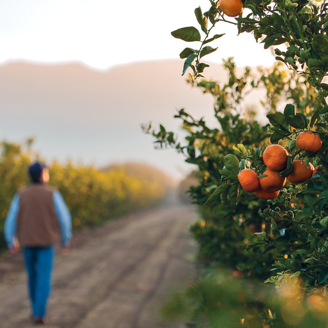The Sunkist cooperative is made up of 1000+ citrus growers. Founded on the principle that we are stronger together, our farmers work to offer fresh citrus that consumers enjoy worldwide.