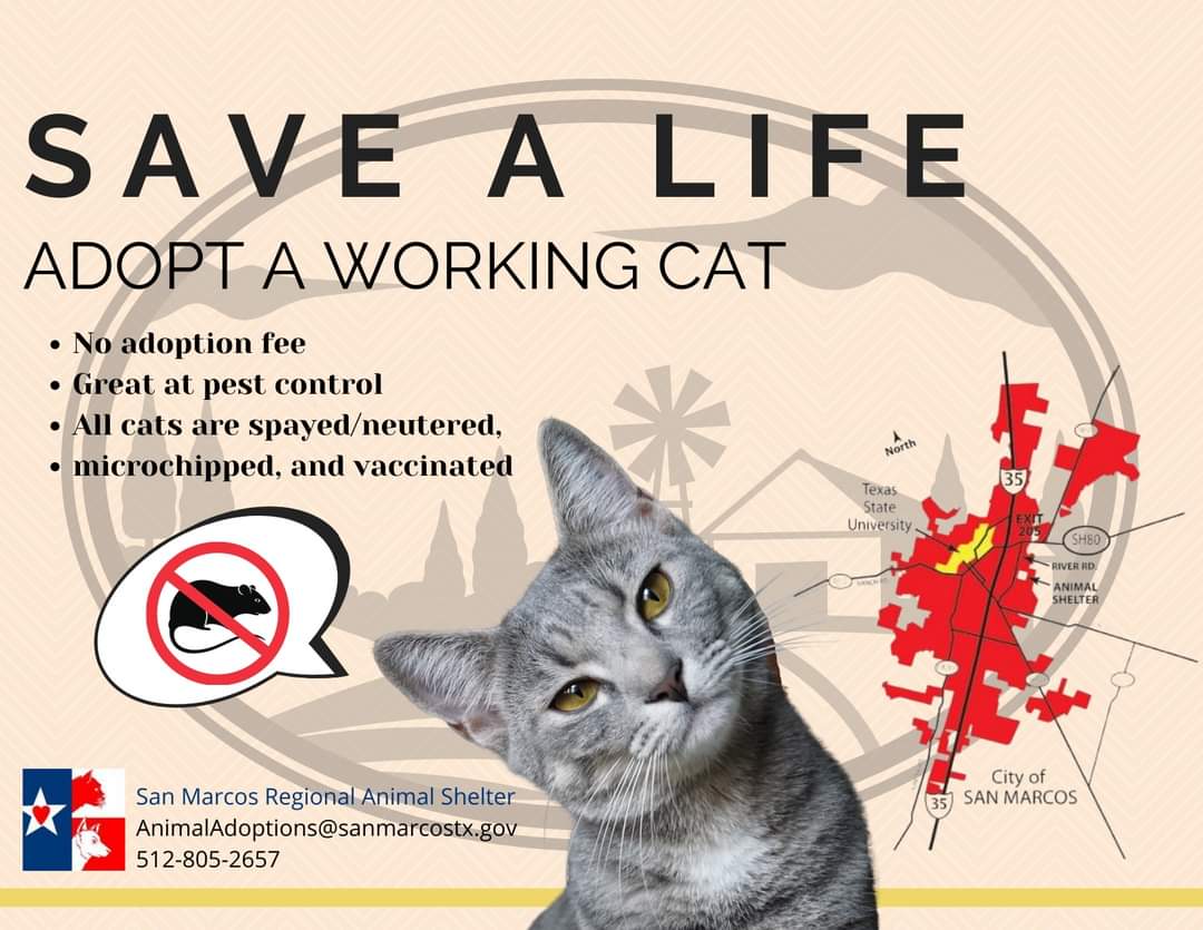 Looking for an experienced mouser?  We have the cat for you! Working cats are our less-than-social cats used to living outdoors w/out much help.  We have several working cats ready to submit their resumes, email AnimalAdoptions@sanmarcostx.gov to hire a working cat today!