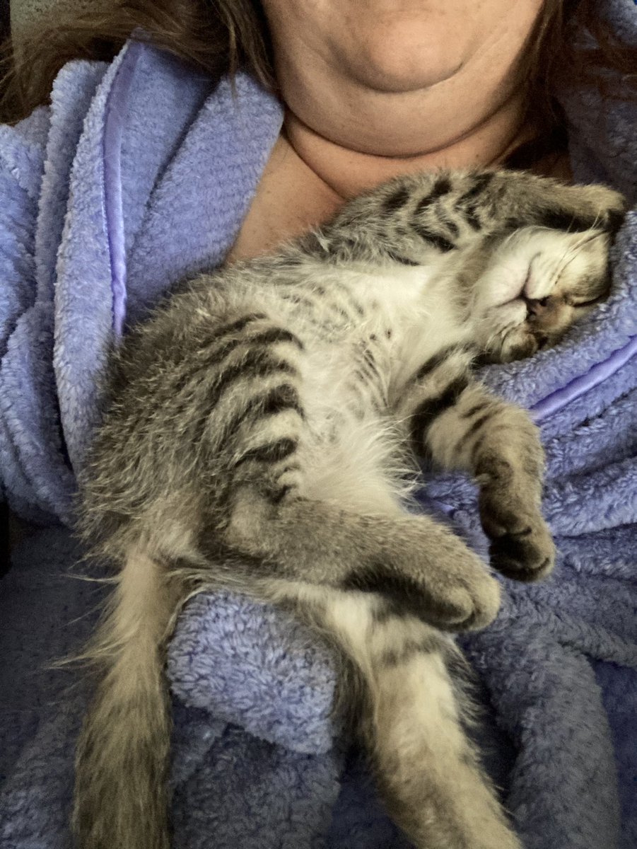 YoungMontessa's tweet photo. @BrendaGlasser @RobSalesforce @mehansen82 @LaurenDunne__c @allawler @tracyeringreene @mwaso @melissahilldees @KathyWaterworth @demariamike @sfdc_mike I am so here for #kittenforce https://t.co/BmuNgFj1wM