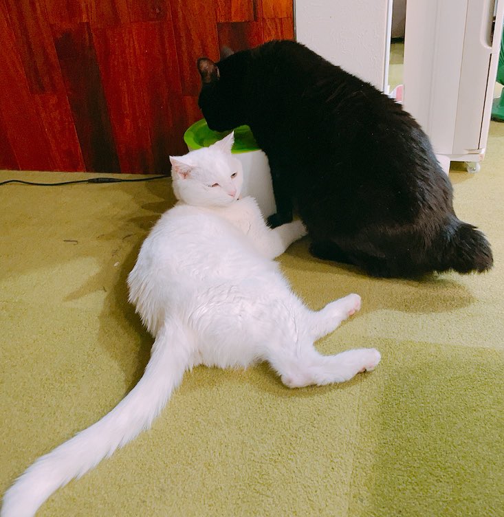 さーやー様】✨お金呼び・厄除け 招き猫☆白猫右手・黒猫左手6号手長