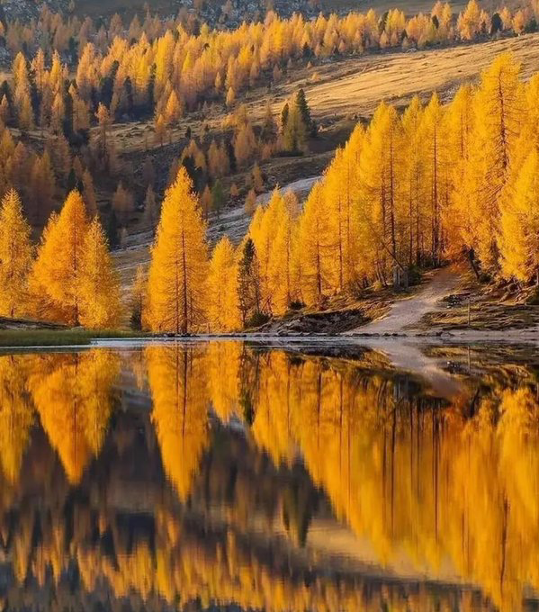 VeraLuSM's tweet photo. 🧡💛¸.•*´¨) 💛🧡¸.•*¨)💛🧡
(¸.•´ (¸.•` ¤ #FallReflection https://t.co/hsTHvnJ6pK