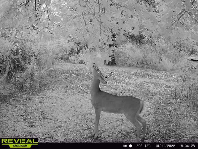 wadebryan365's tweet photo. Those of you that follow my posts frequently see me post trailcam pics of bucks/deer working scrape limbs. Every one of these are scrapes that I made and the deer use. Mock scrapes can be a very useful tool. Keep that in mind. #scrape #mockscrape #hunting #deerhunting #bowhunting https://t.co/Z7p2tnRIfh