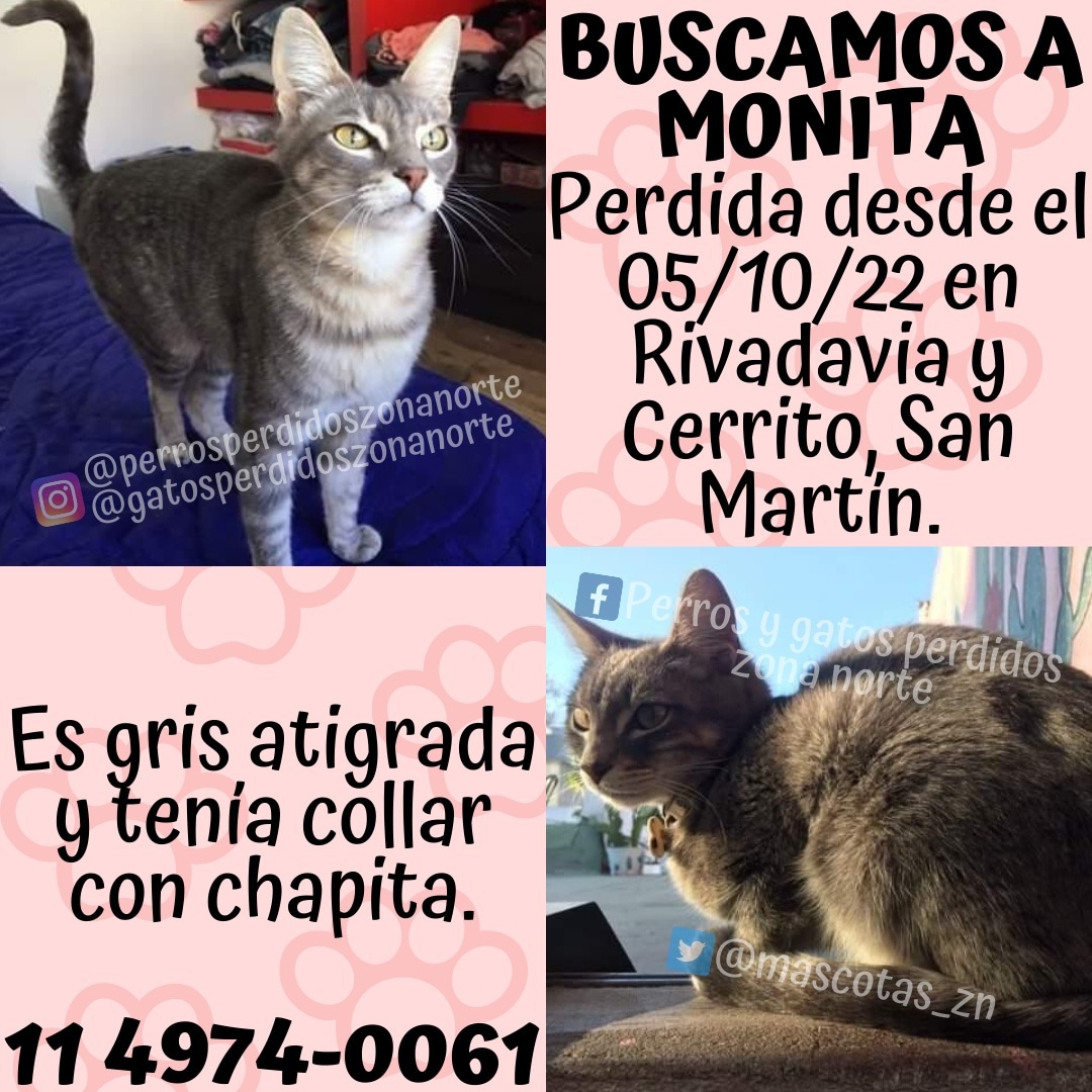 Mascotas_zn's tweet photo. ♦️BUSCAMOS A MONITA♦️
Se perdió el 05/10/22 en Rivadavia y Cerrito, San Martín.
Es gris atigrada y tenía collar con chapita.
Si la ves comunícate con @andriuscanan al 11 4974-0061 o al 11 4091-2216
☑️DIFUNDIR☑️ https://t.co/jjsybjgQHP