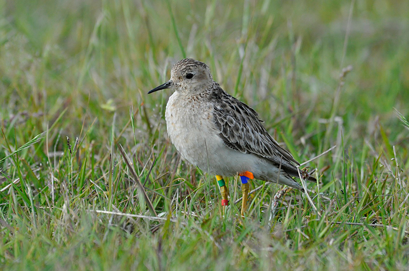 Listen to today’s BirdNote Daily in either English or Spanish: birdnote.org/listen/shows/r…

Buff-breasted Sandpiper © Nicolás Marchand

<a href="/ManometCenter/">Manomet Conservation Sciences</a> <a href="/WHSRN/">WHSRN</a> <a href="/CamiloAGarzonC/">Camilo Garzón</a>