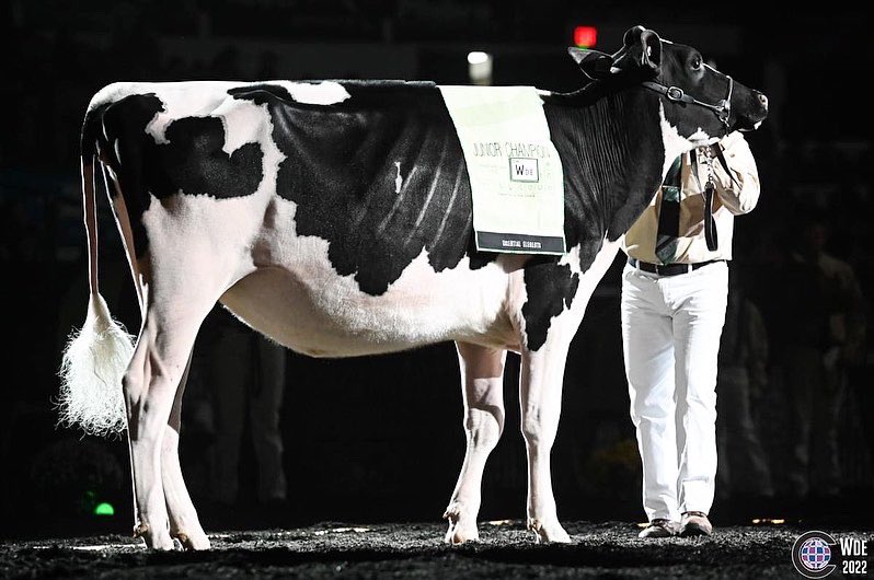 Kingsway Aligator A Twix, 1st Winter Yearling Jr. Champion &amp; Supreme Jr. Champion at WOrld Dairy Expo for Velthuis farms. Twix is the second heifer to be Jr Champion at WDE or the Royal from the Allie family!
