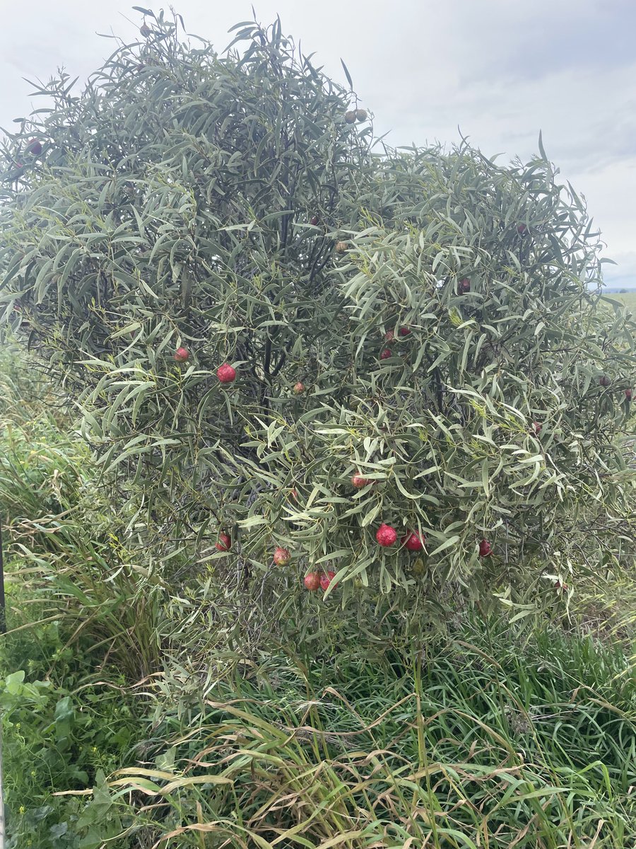 What’s wrong with your quandongs shovel? Do you want some of mine 😜