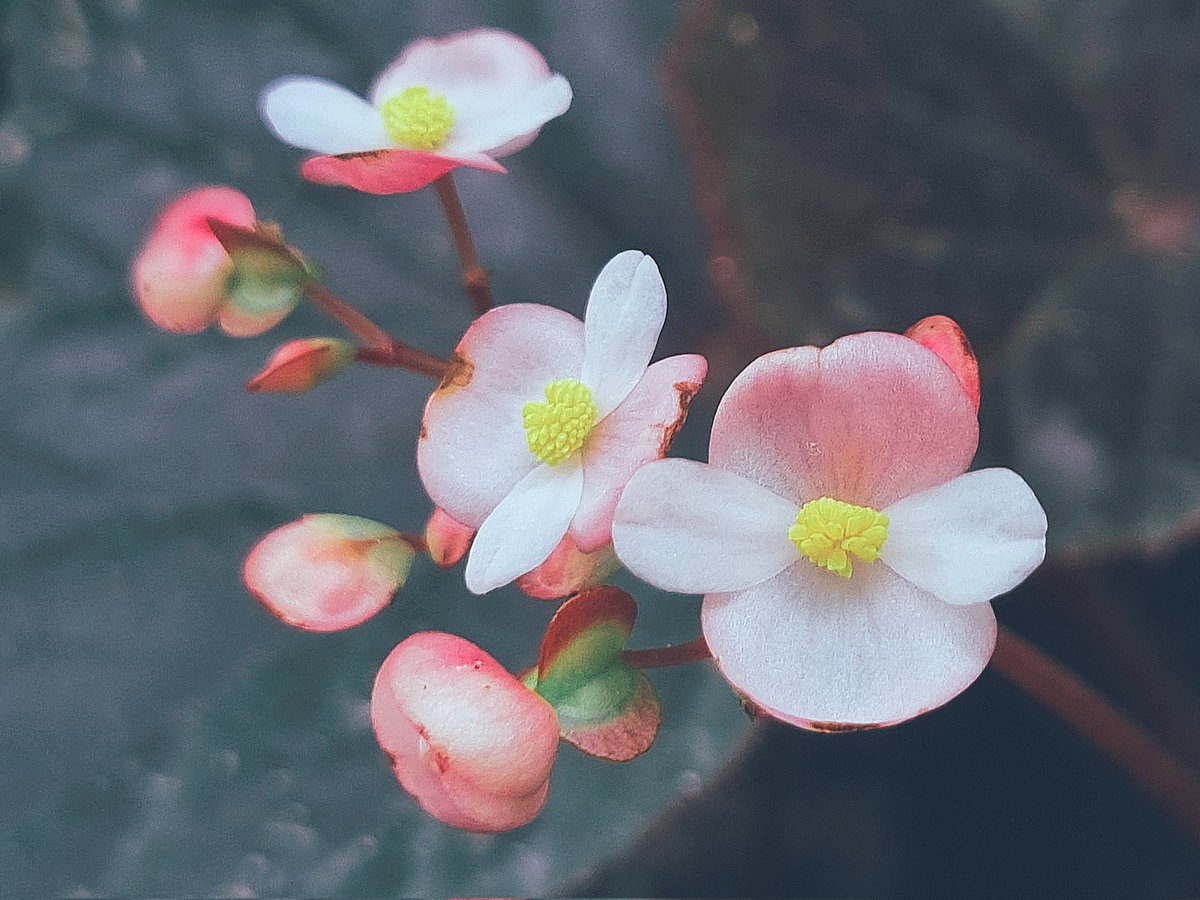 Begonia flowers 🌸🌸🌸
#plantito #planttwitter #plantaddiction #HouseplantHour