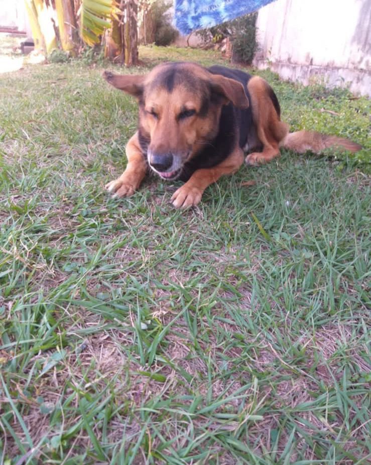 ReebeS's tweet photo. Fernando de la Mora, zona sur. Perdido desde el jueves. Cualquier información al 0981441750 o al DM. Favor RT. https://t.co/MqIbHHxTpF