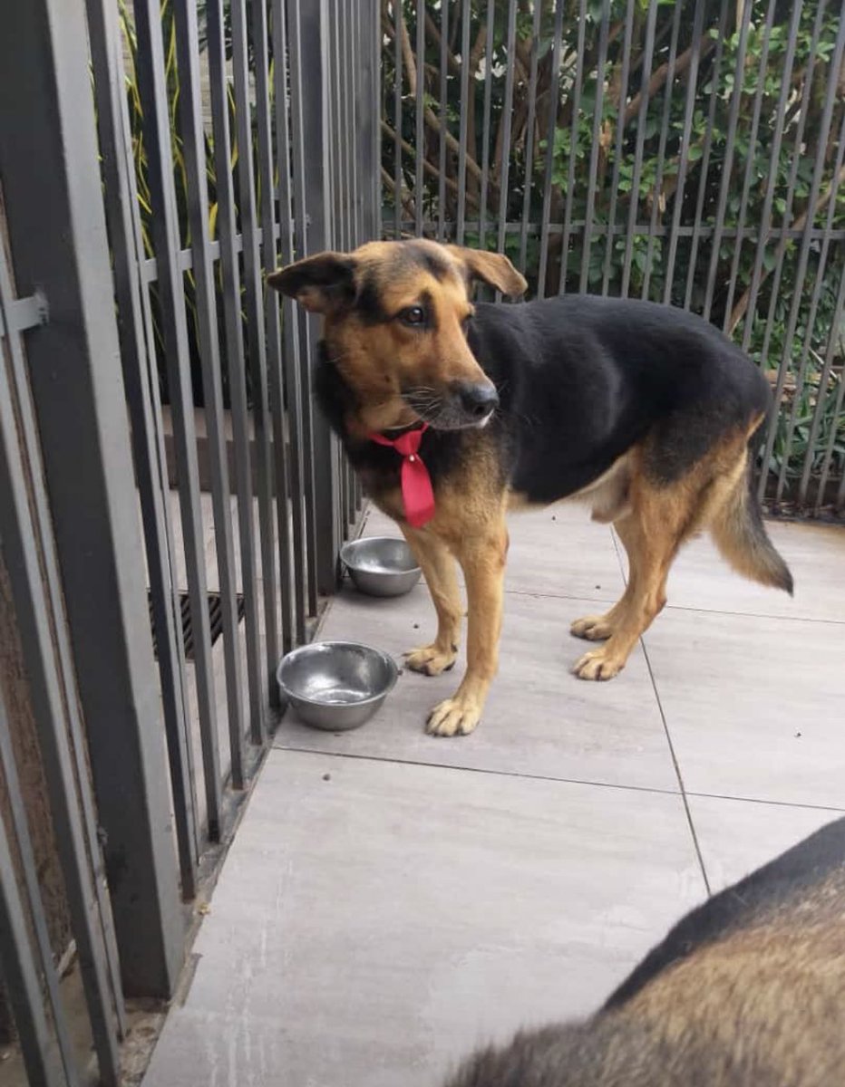 ReebeS's tweet photo. Fernando de la Mora, zona sur. Perdido desde el jueves. Cualquier información al 0981441750 o al DM. Favor RT. https://t.co/MqIbHHxTpF