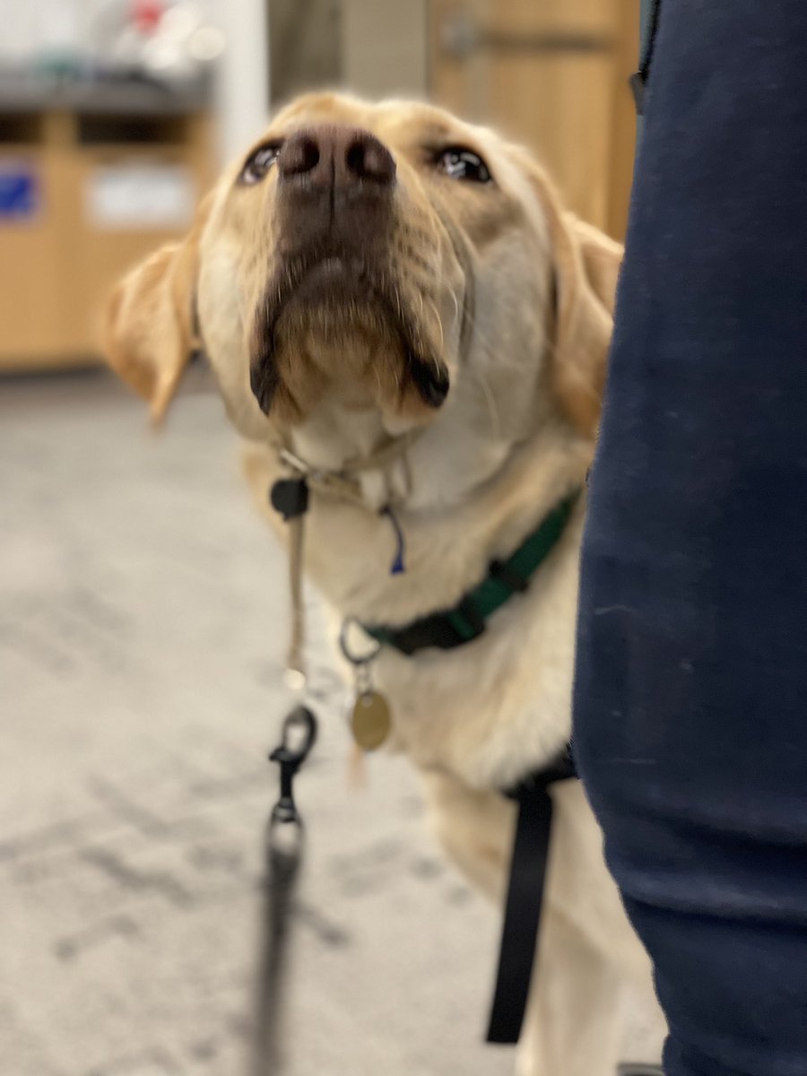 Microsoft Give month means spending my afternoon coffee break with pups like Polka from Summit Assistance Dogs ❤️
