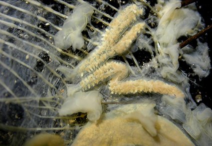 Zootaxa's tweet photo. Additional records of bathyal ascidians (#Tunicata) from the #NewCaledonia region.
https://t.co/1VBOy5RW4v
#Taxonomy https://t.co/bYXNjbvMqN