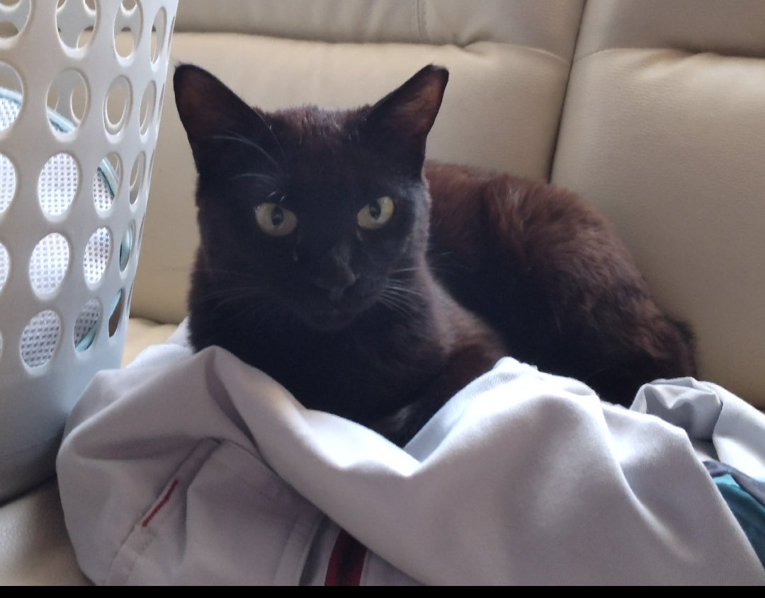 ChannelRoko's tweet photo. 【保護猫】エルにゃん😺 https://t.co/1TGs3FybEQ
