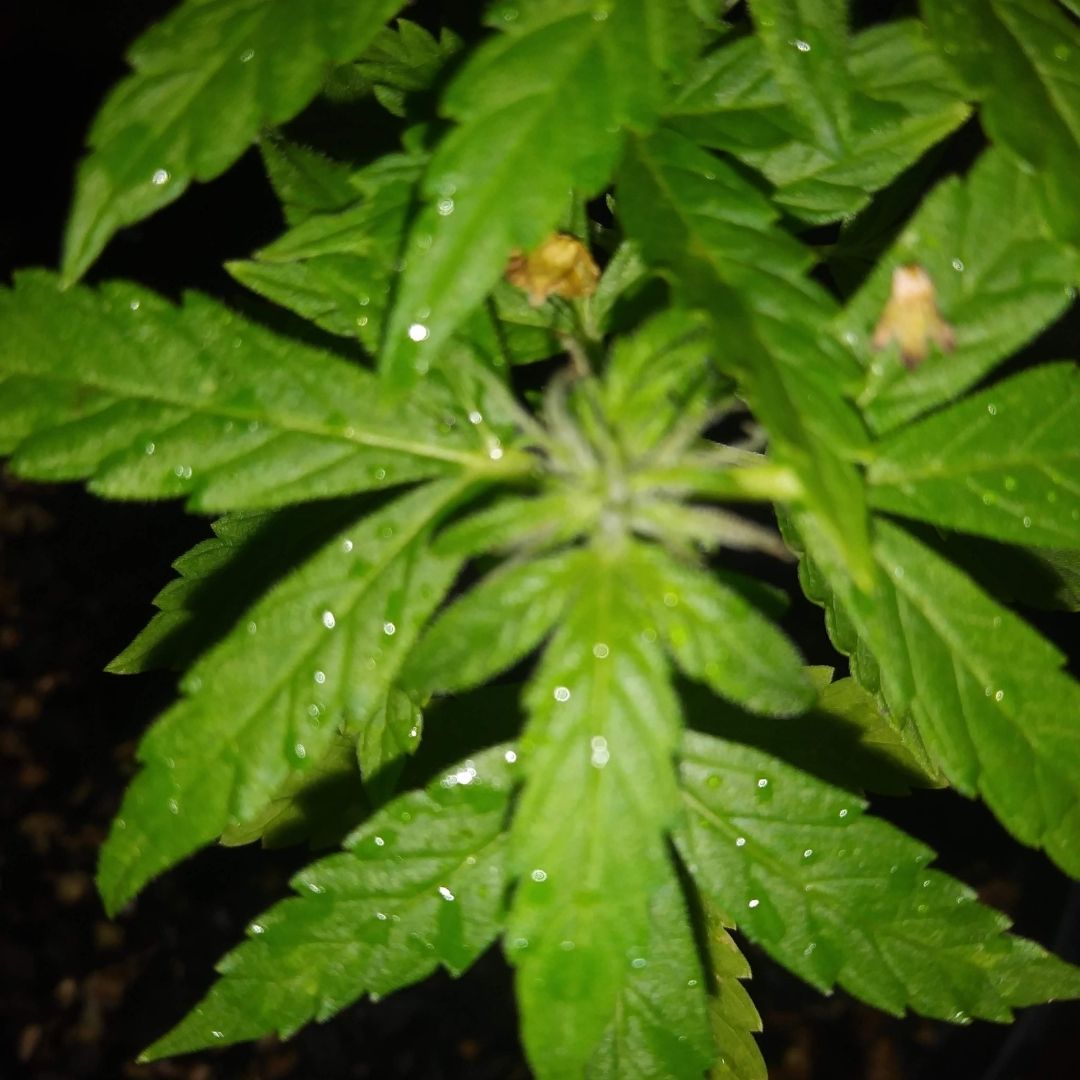 Water activity and moisture content contribute to mold growth which can create mycotoxins. These molds can grow during any stage of growth, processing, storage, or transportation.  Controlling the amount of water in your dried cannabis will prevent mold and increase shelf life.