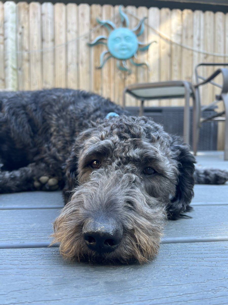 kenzertt's tweet photo. @SweeetTails Ruger says hello :) https://t.co/zNnycqmx10