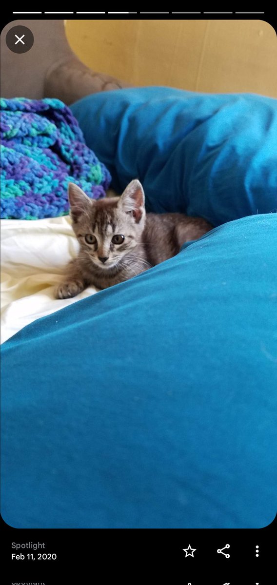 fwog_admirer's tweet photo. HE WAS SO TINY 😭😭😭
Our son was so smol 
@CoffeeCassVT https://t.co/ZAy6iFsbVV