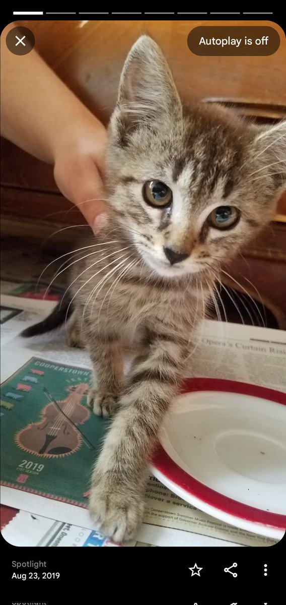 fwog_admirer's tweet photo. HE WAS SO TINY 😭😭😭
Our son was so smol 
@CoffeeCassVT https://t.co/ZAy6iFsbVV