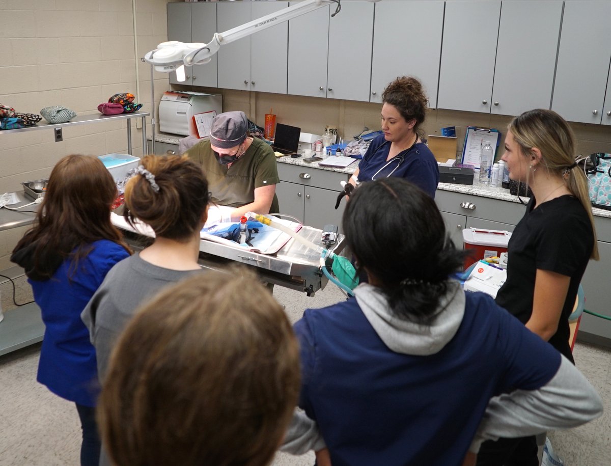 JeffLewBOCES's tweet photo. Vet Practices students at #BohlenTech recently had the opportunity to witness and assist the Jefferson County SPCA in spaying/neutering cats. #caring #confident #united #boces #careerteched #bocesconnects #jeffersoncountyny #watertownny #veterinaryeducation https://t.co/fGvgVCGJ81
