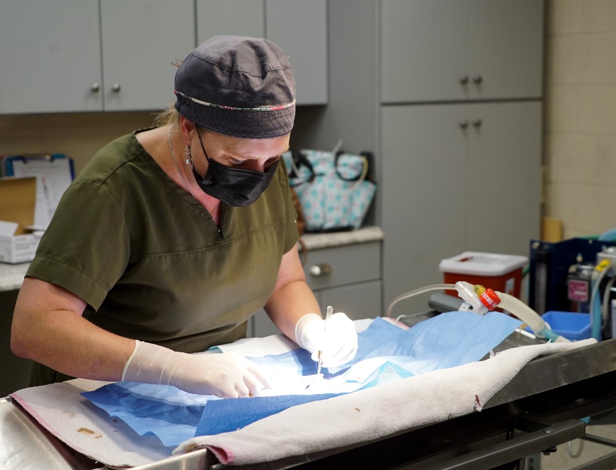 JeffLewBOCES's tweet photo. Vet Practices students at #BohlenTech recently had the opportunity to witness and assist the Jefferson County SPCA in spaying/neutering cats. #caring #confident #united #boces #careerteched #bocesconnects #jeffersoncountyny #watertownny #veterinaryeducation https://t.co/fGvgVCGJ81