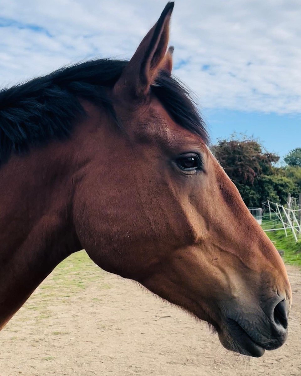 Samantha Coldbeck tweet media