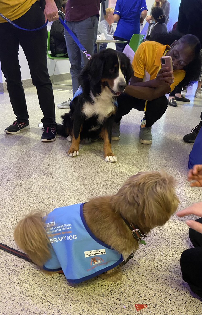 Anna Taylor (@anna_taylor90) on Twitter photo Loved meeting the therapy dogs at work today <a href="/GreatOrmondSt/">Great Ormond Street Hospital for Children</a> 😀Imagine being so wonderful that your job is just to be near people who need cheering up. Loved meeting the therapy dogs at work today <a href="/GreatOrmondSt/">Great Ormond Street Hospital for Children</a> 😀Imagine being so wonderful that your job is just to be near people who need cheering up.