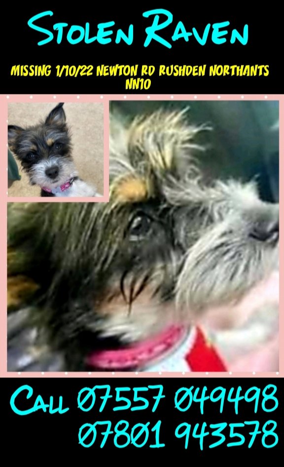 rejannealb's tweet photo. @LaikaTwat @KarenFi51820768 #findRaven #stolen #NN10 https://t.co/tRikL5XUId