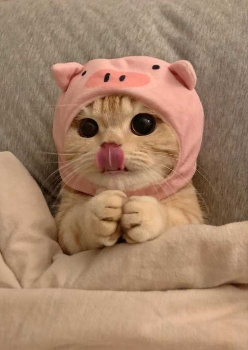 studfx's tweet image. ...Today's Study 💫📚  #studytwt #studytwtbr 

... Gente tô amandooo fazer essas edições de to do no Canva, já tá virando hobbie 🙌🙌