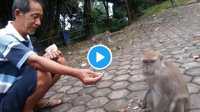 como engañar a un mono