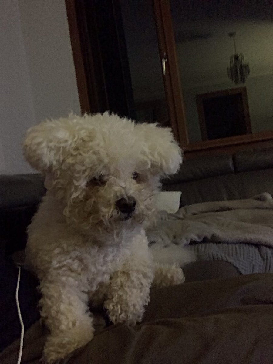 Gaydog221170's tweet photo. #scruffbag https://t.co/dezUKyiPKp