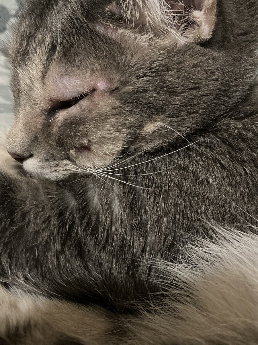 LynaMPerez's tweet photo. Indoor cat. Looks like he got in a fight but it could be an allergic reaction. New flea collar is off. Steroid treatment on. Here’s hoping for the best. #CatsOnTwitter https://t.co/xjKZiujX8w