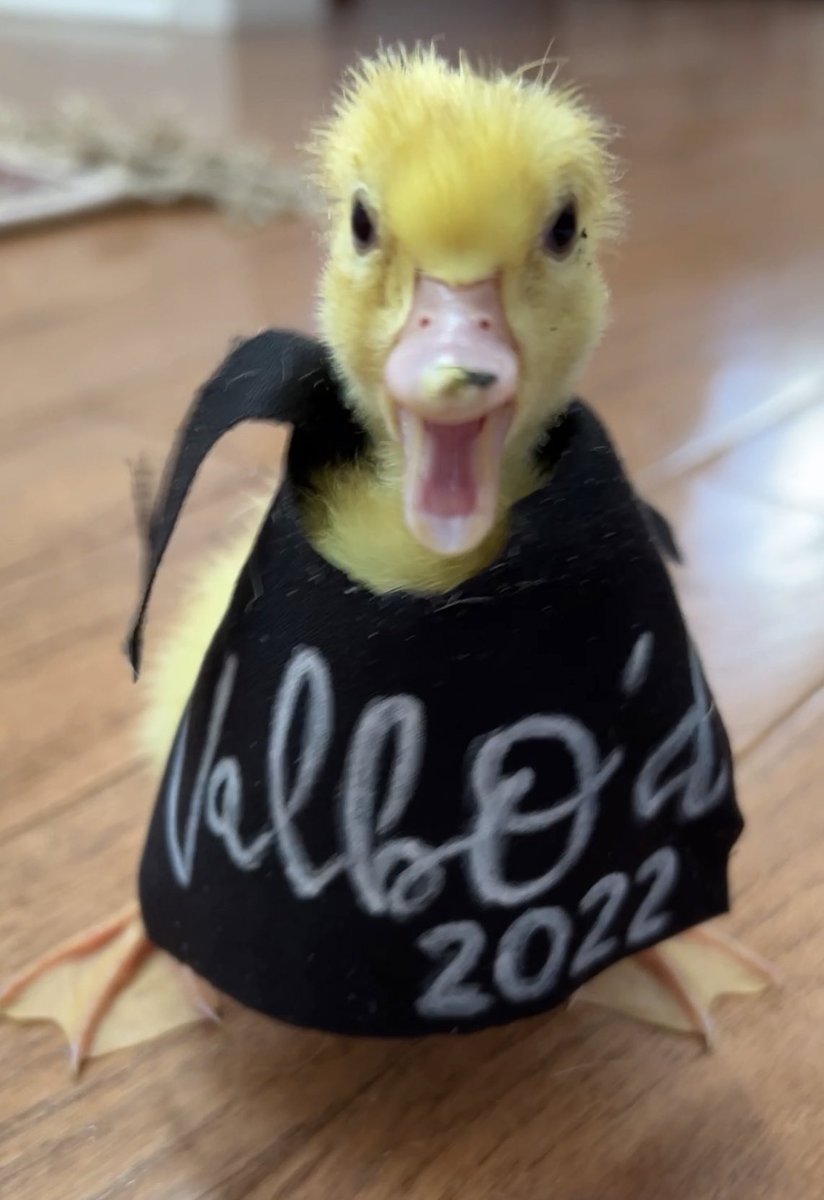 Everyone in our house gets Valbo’d🤣 MPC fun with our hatching project. Assigned coaches/exercises to each egg.  Still waiting on <a href="/CoachValbo/">John Valbonesi</a> and @fitmooney to hatch.  The race is on!! <a href="/MyPeakChallenge/">My Peak Challenge</a> <a href="/SamHeughan/">Sam Heughan</a>